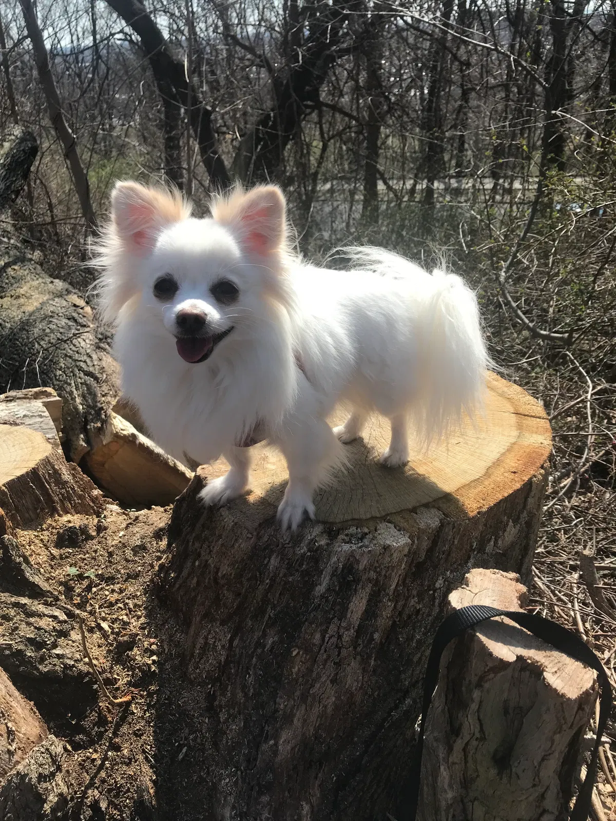 Lost dog in Waterbury, CT, 6710