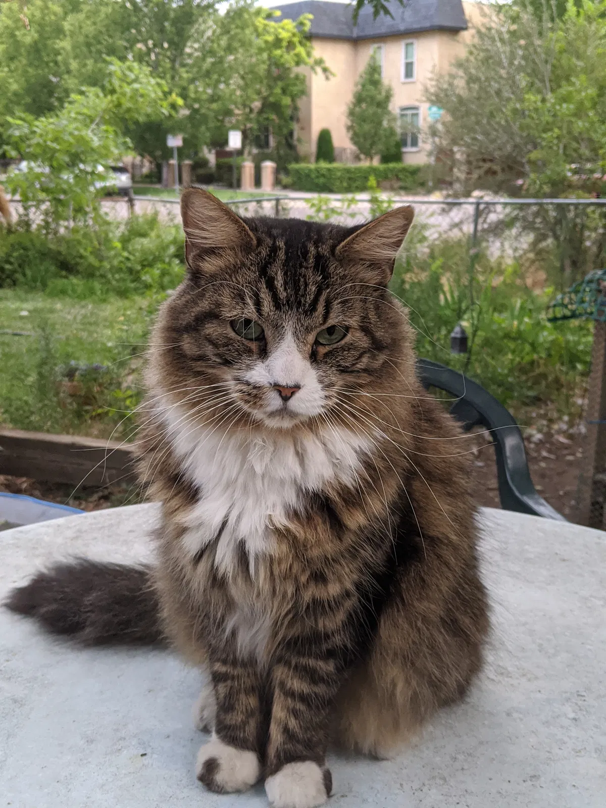 Lost cat in Denver, CO, 80205