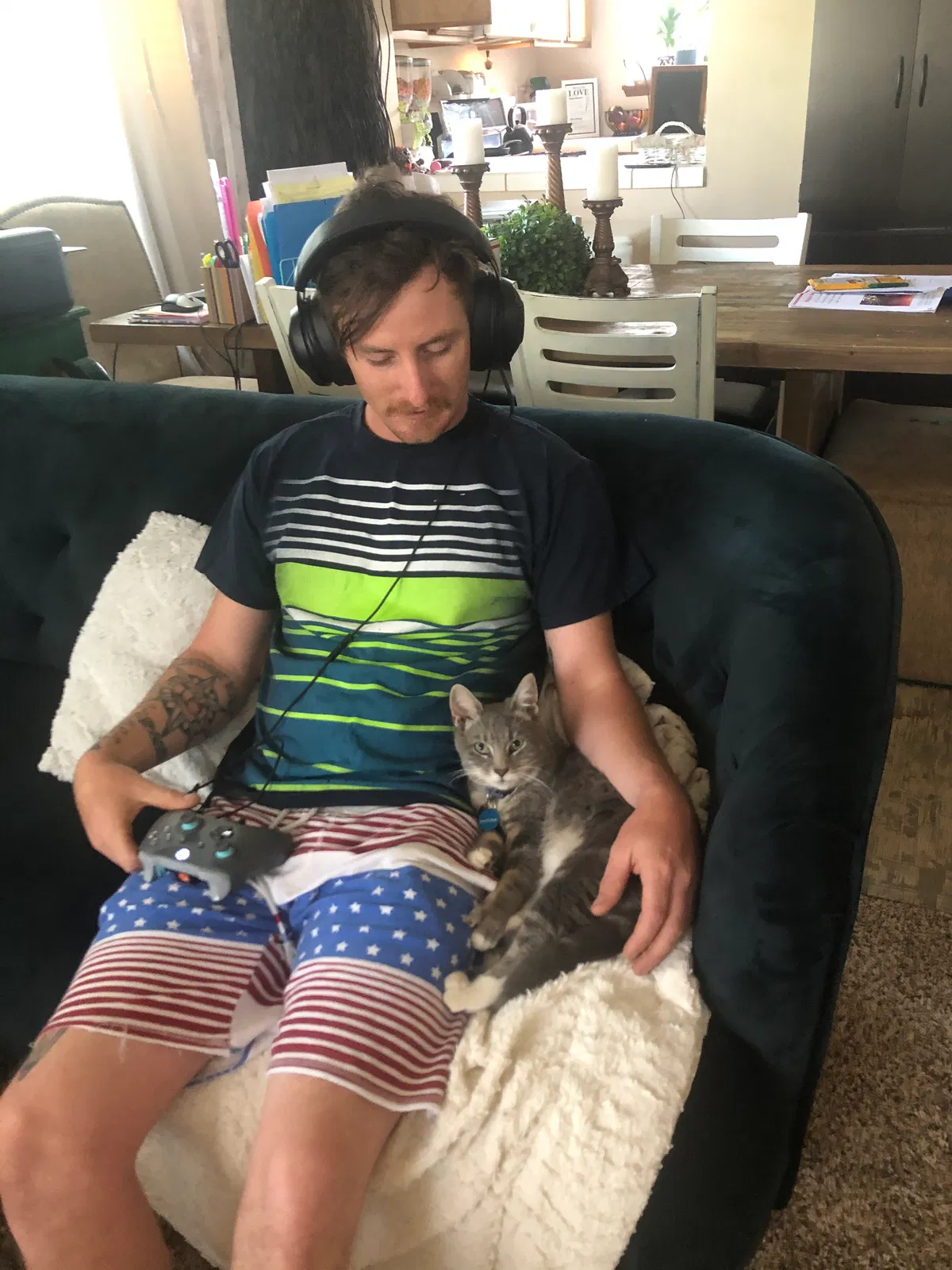 Lost cat in Bakersfield, CA, 93311