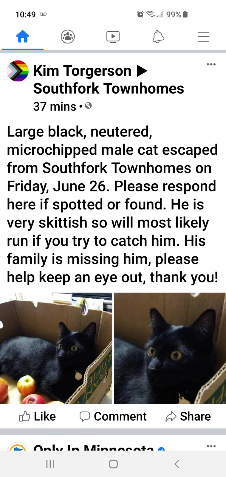 Lost cat in Lakeville, MN, 55044