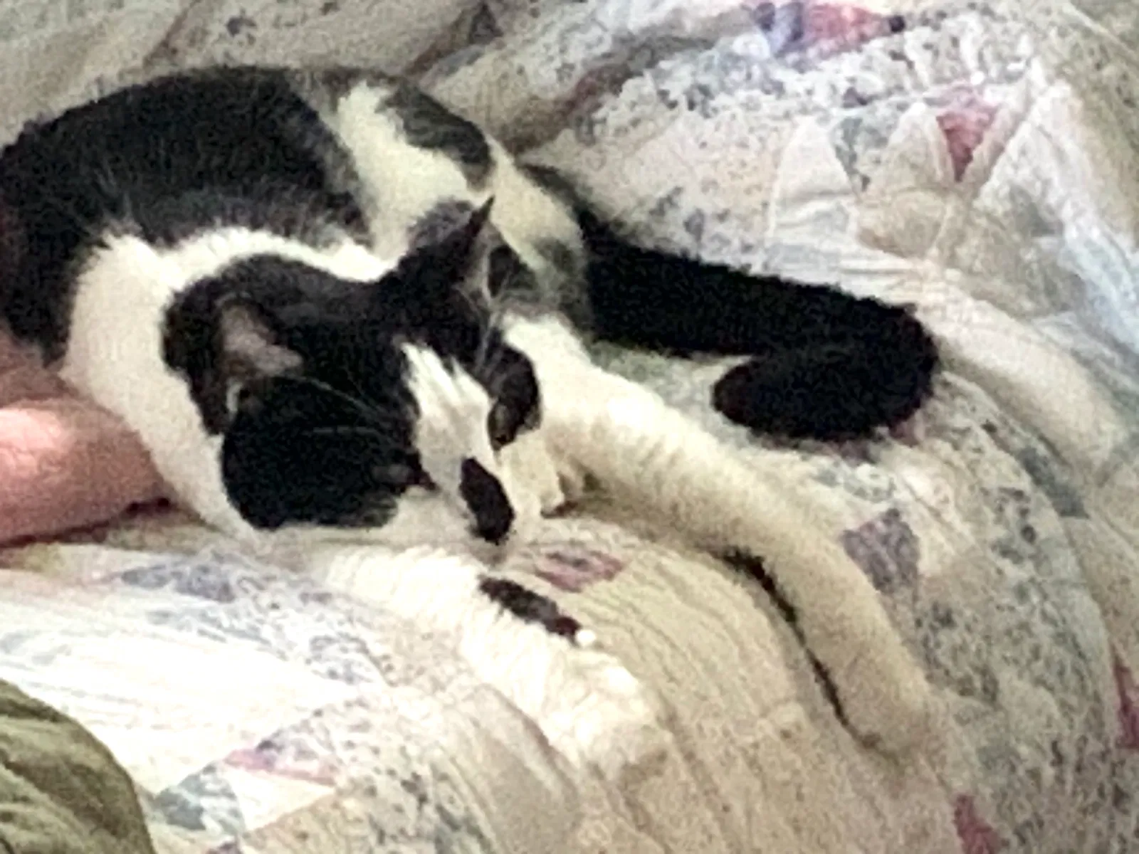 Lost cat in Dayton, OH, 45431