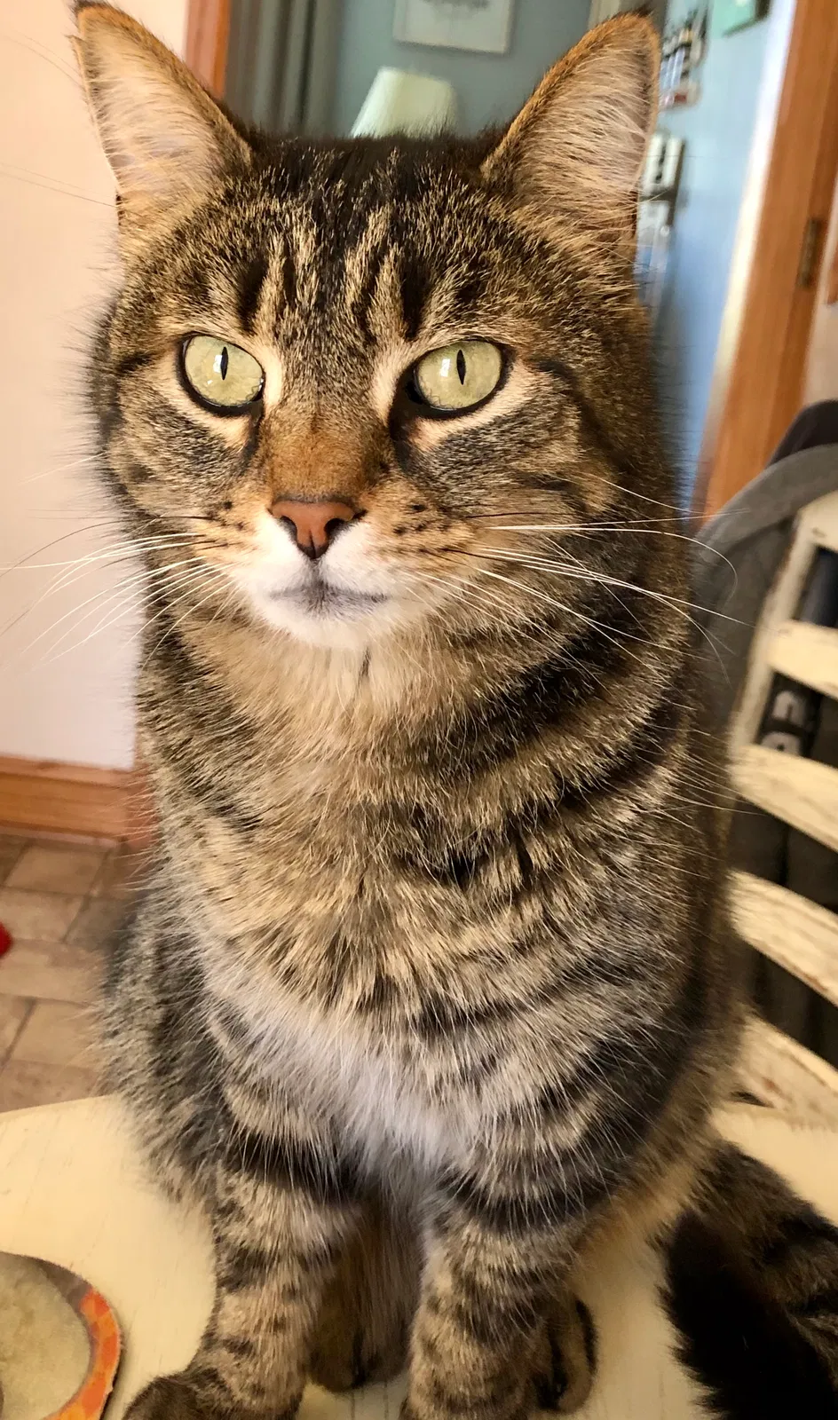 Lost cat in Canton, OH, 44709
