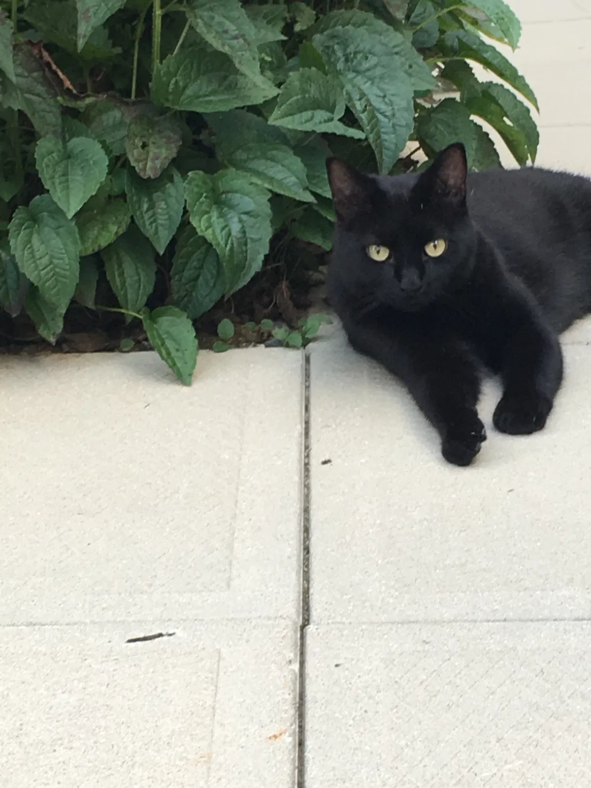 Lost cat in Longmeadow, MA, 1106