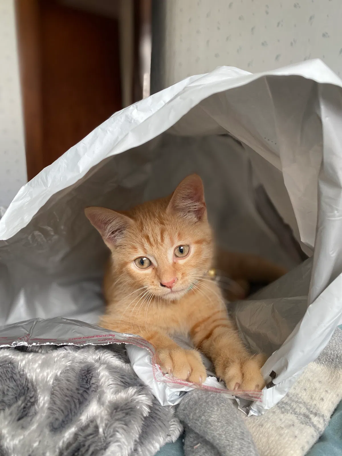 Lost cat in Cleveland, OH, 44125