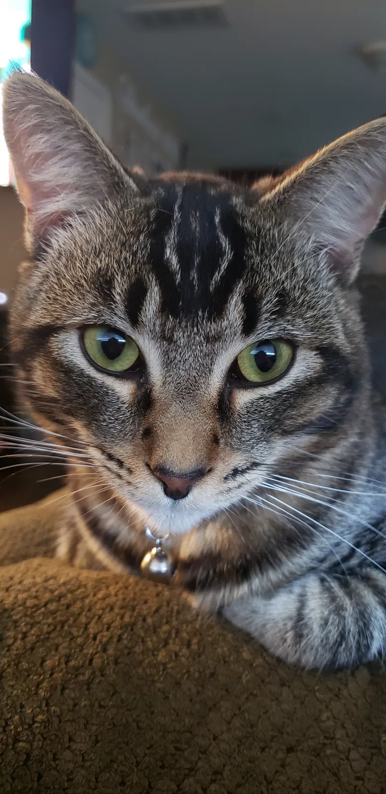 Lost cat in Hughson, CA, 95326