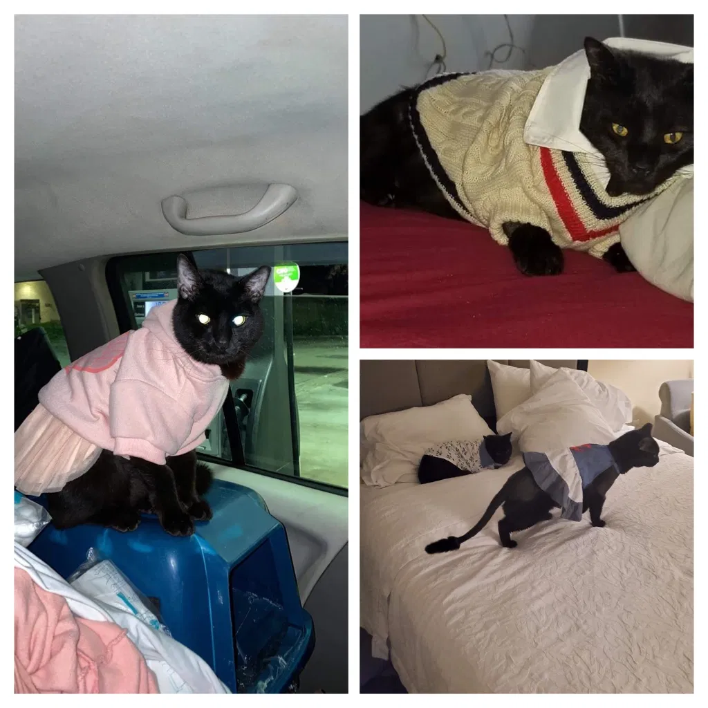 Lost cat in Hollywood, FL, 33021