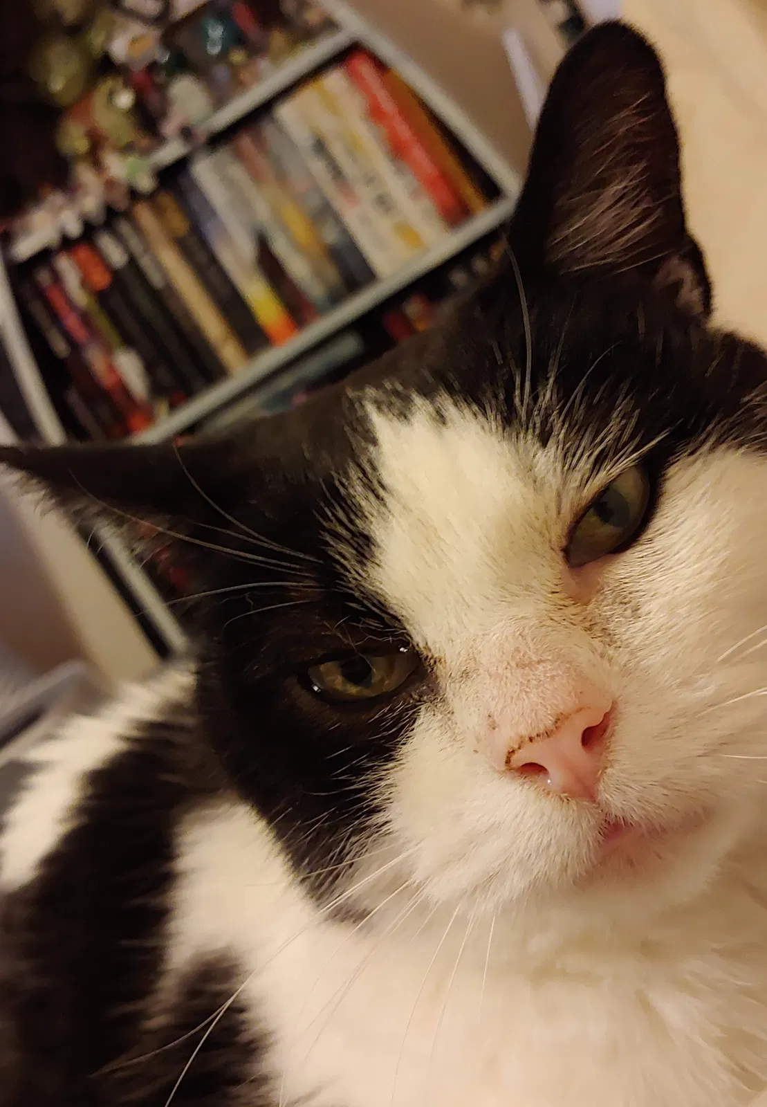 Lost cat in Clearfield, UT, 84015