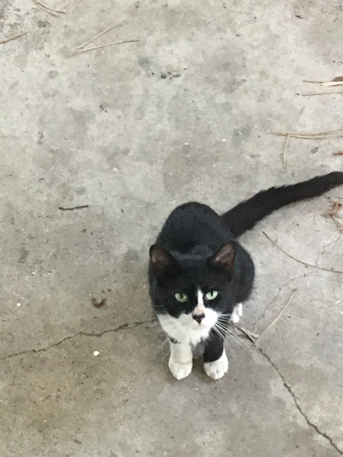 Found cat in Eagle, NE, 68347