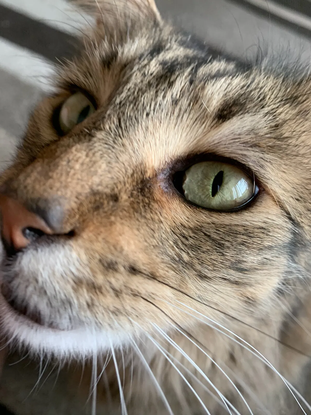 Lost cat in Reno, NV, 89523