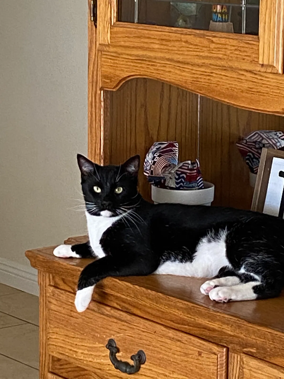 Lost cat in Mission Viejo, CA, 92691