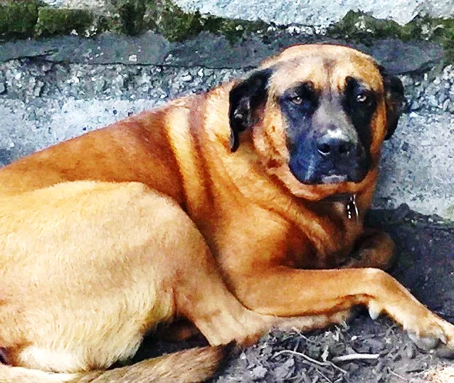 Lost dog in Fairfield, CT, 6825