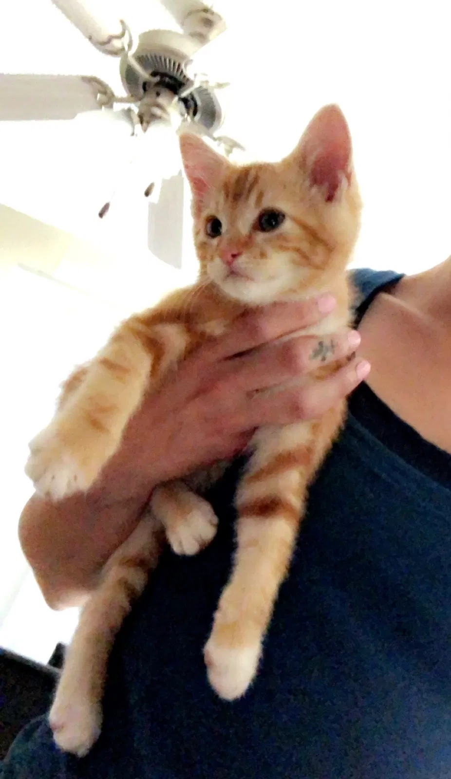 Lost cat in Costa Mesa, CA, 92626