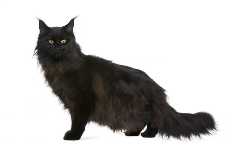 Lost cat in Melville, NY, 11747