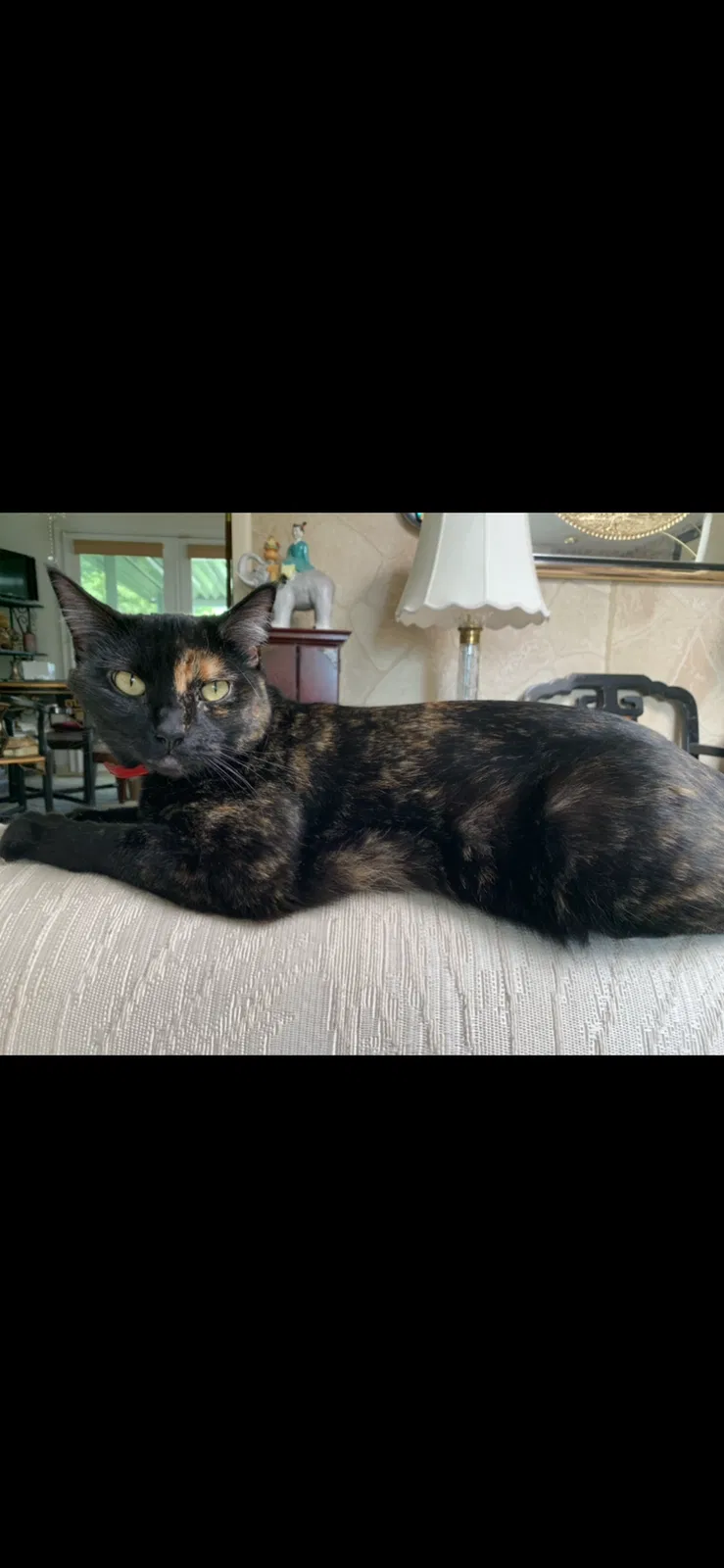 Lost cat in Roy, UT, 84067