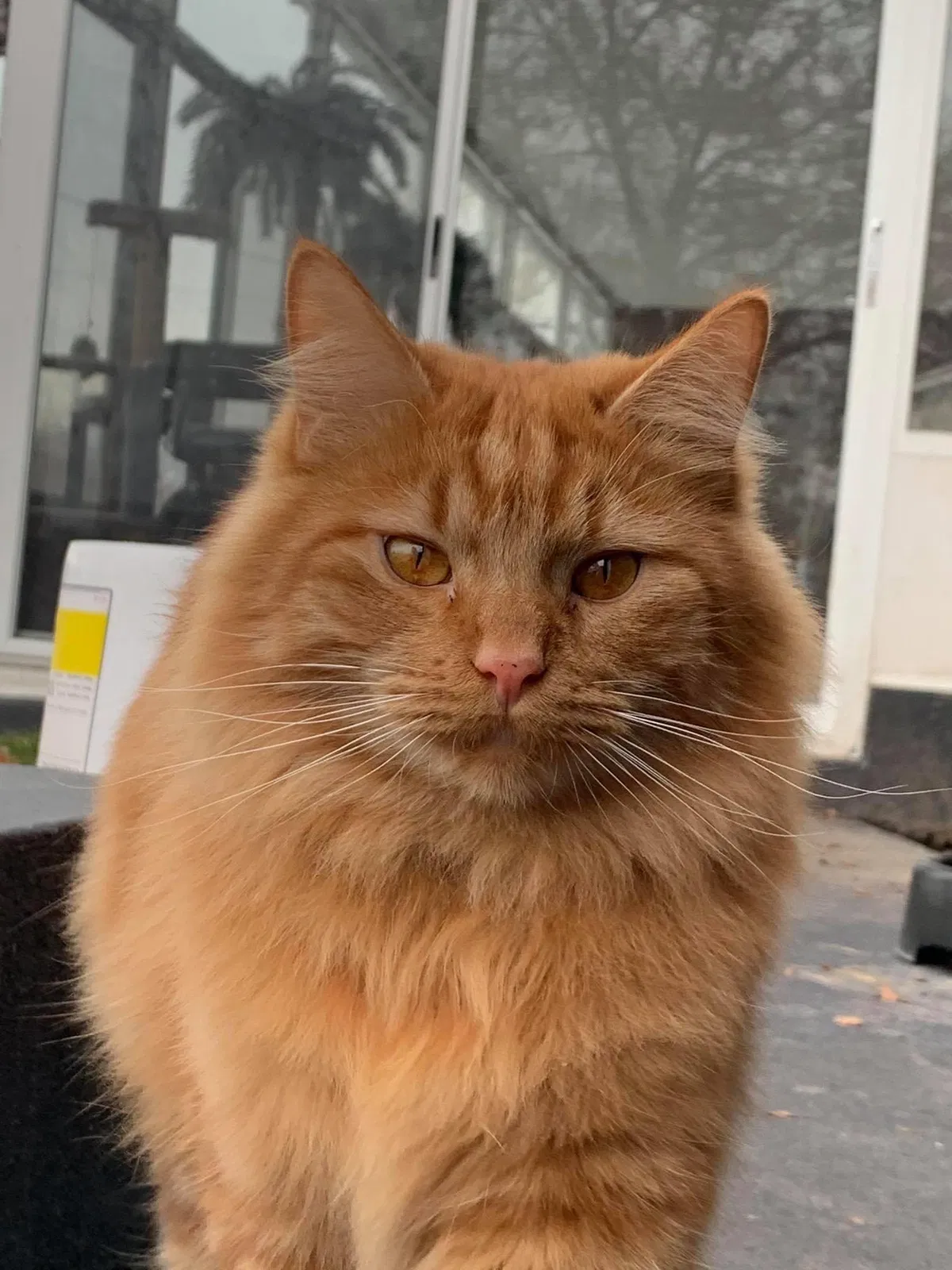 Lost cat in Roy, UT, 84067