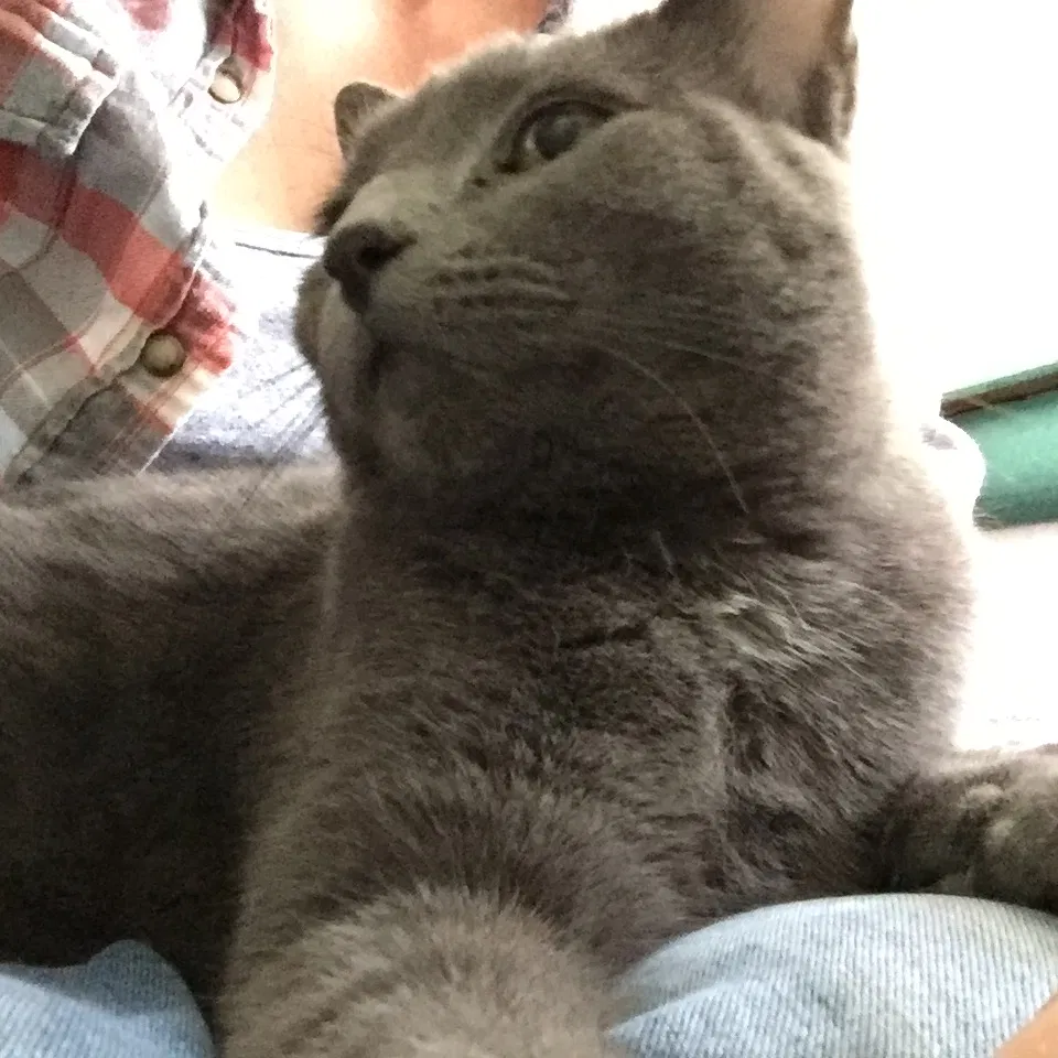 Lost cat in Verona, WI, 53593
