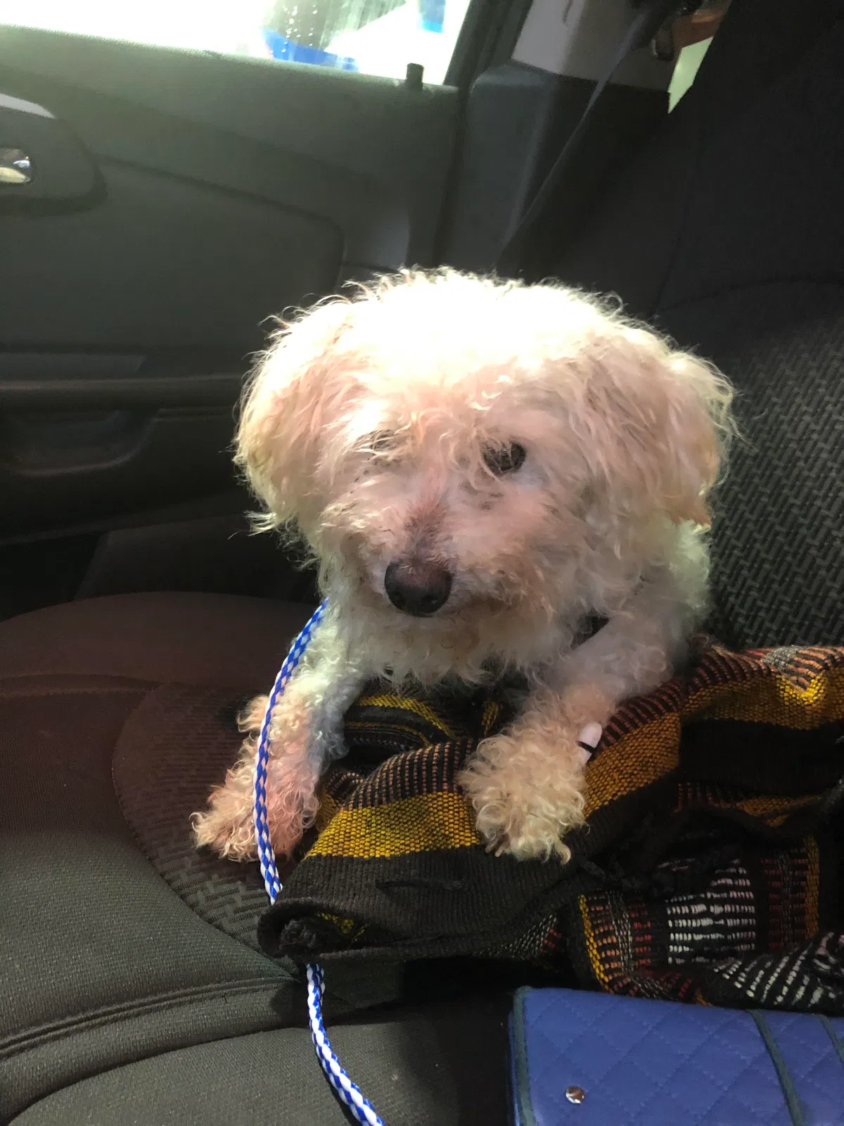 Lost dog in Chicago, IL, 60623