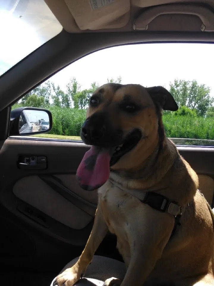 Lost dog in Gary, IN, 46408