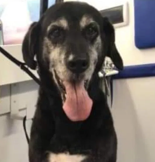 Lost dog in Escondido, CA, 92025