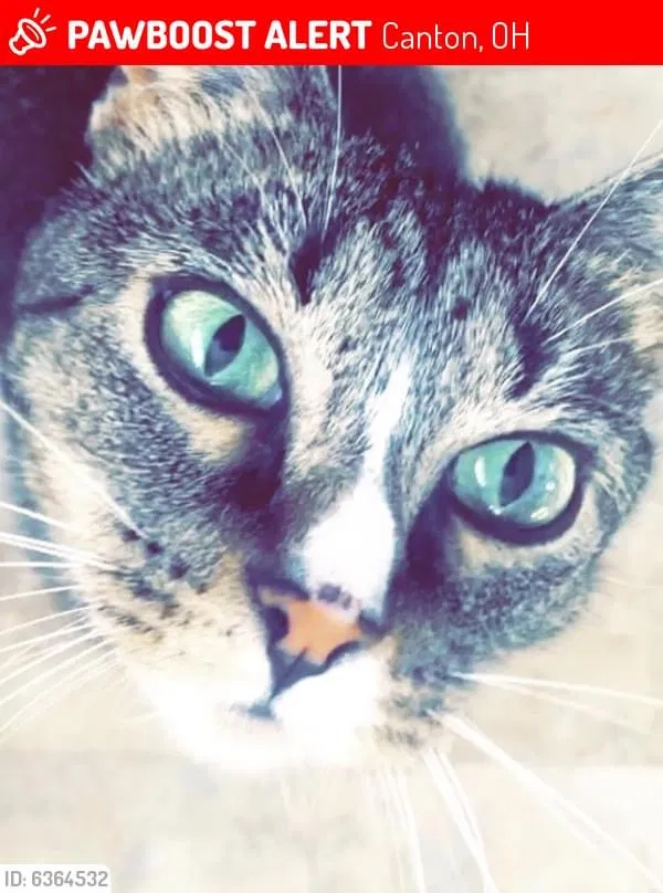 Lost cat in Canton, OH, 44714