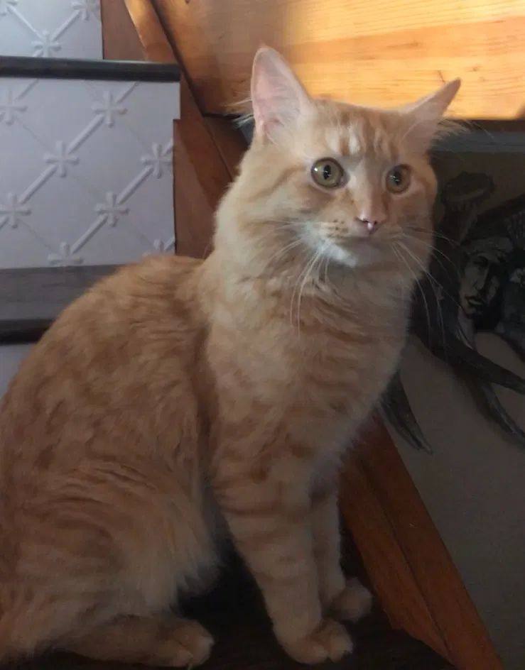 Lost cat in Ortonville, MI, 48462