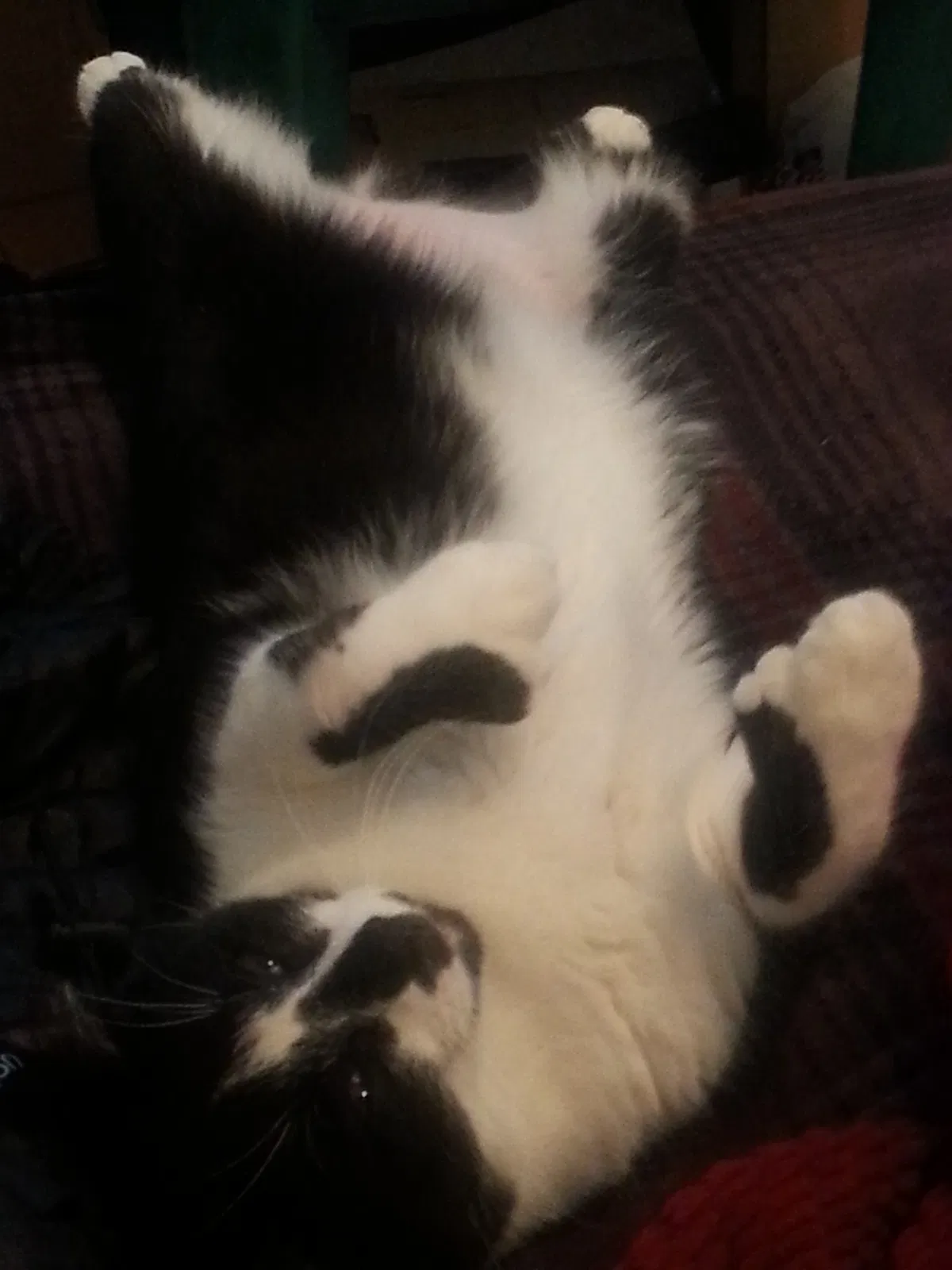 Lost cat in Greer, SC, 29650