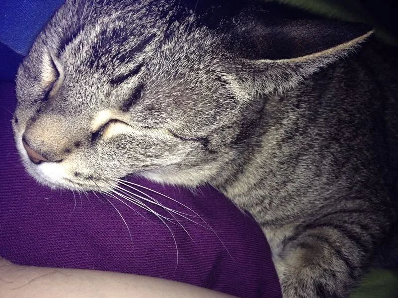 Lost cat in Colorado Springs, CO, 80908