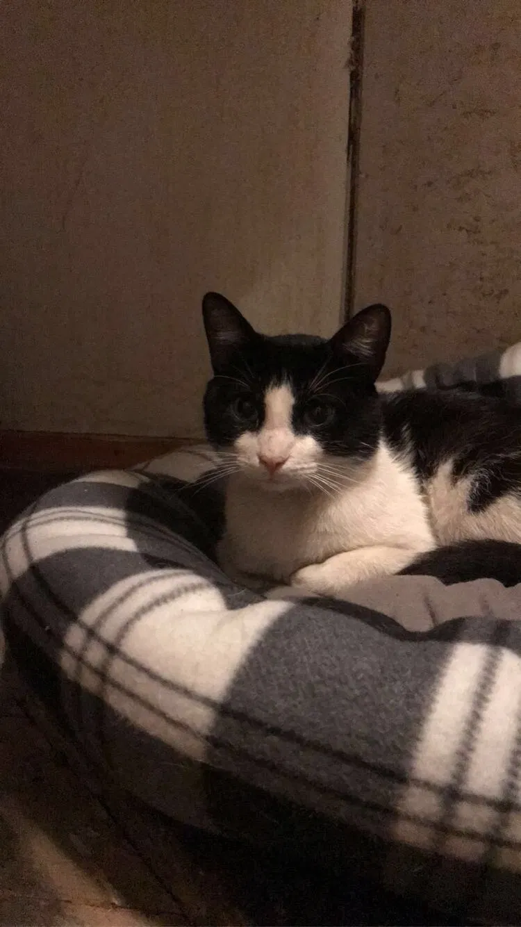 Lost cat in Spartanburg, SC, 29301