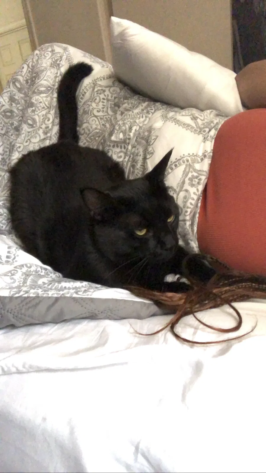 Lost cat in Stockton, CA, 95206