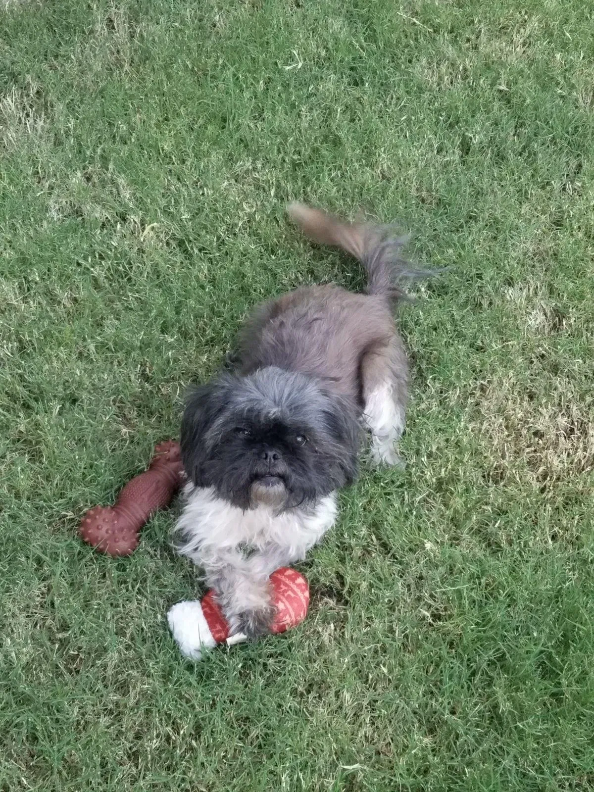 Lost dog in El Paso, TX, 79938