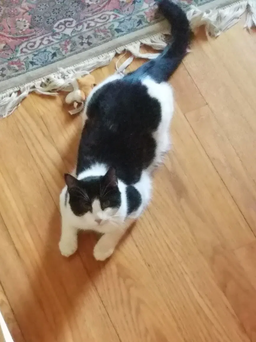 Lost cat in West Hartford, CT, 6107