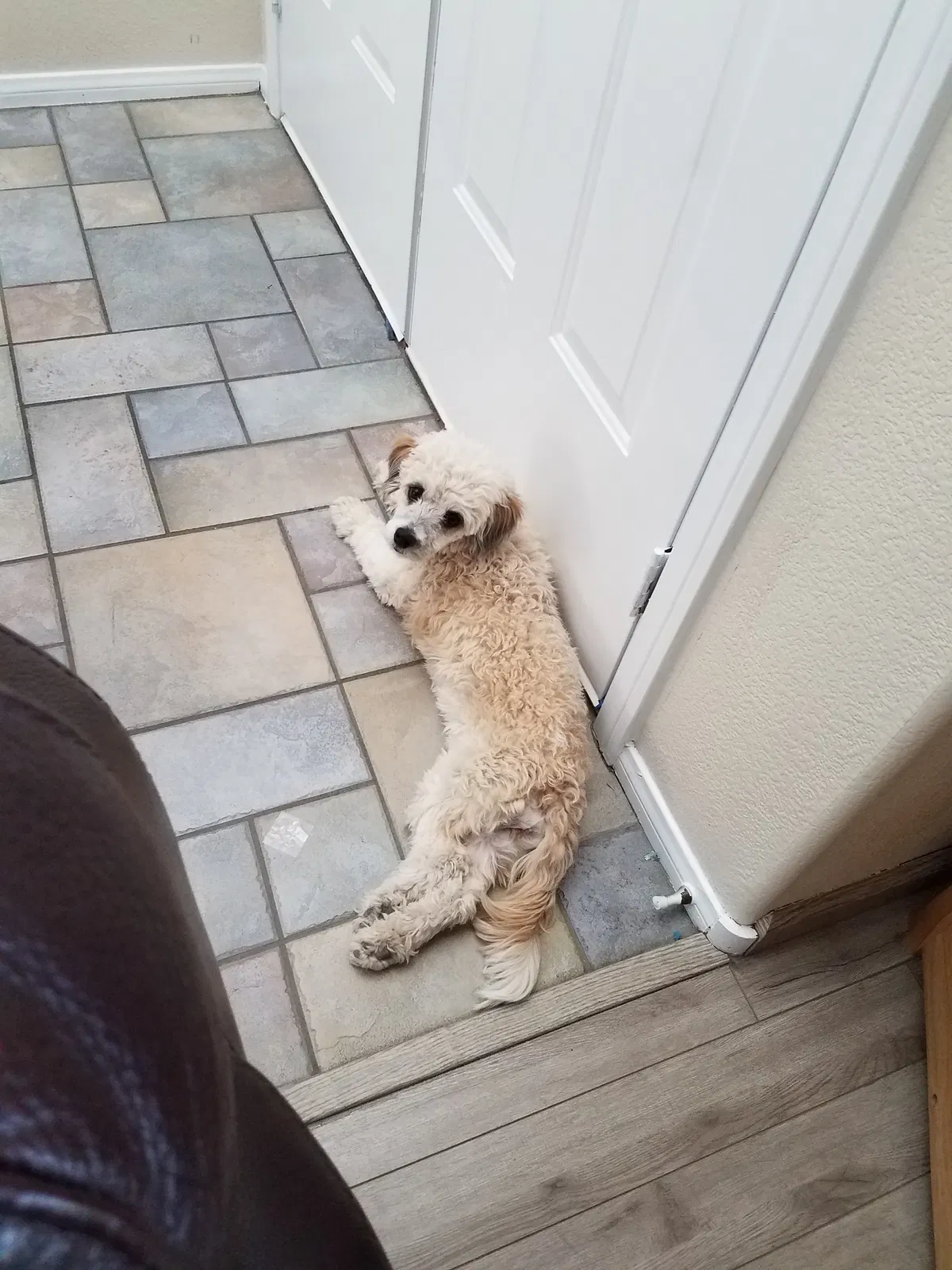 Lost dog in Nipton, CA, 92364