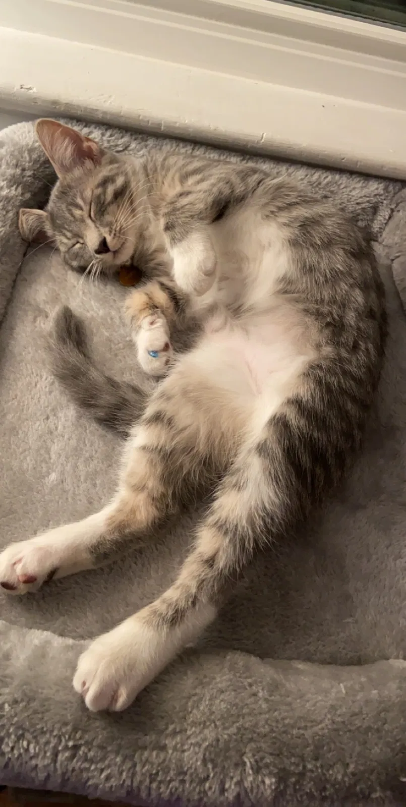 Lost cat in Henrico, VA, 23294