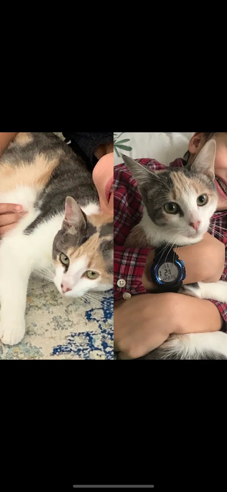 Lost cat in Marietta, GA, 30064