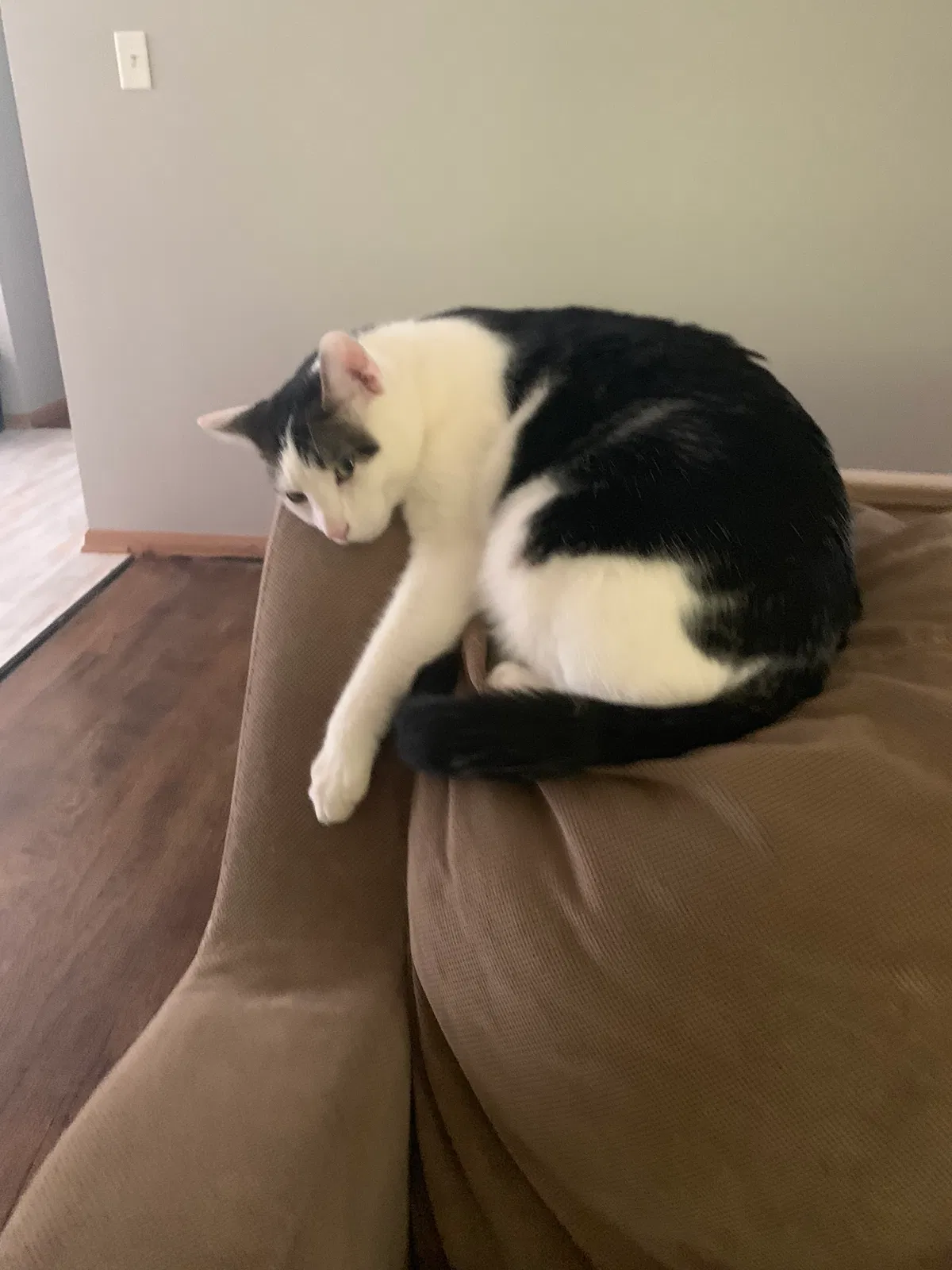 Lost cat in Mishawaka, IN, 46544