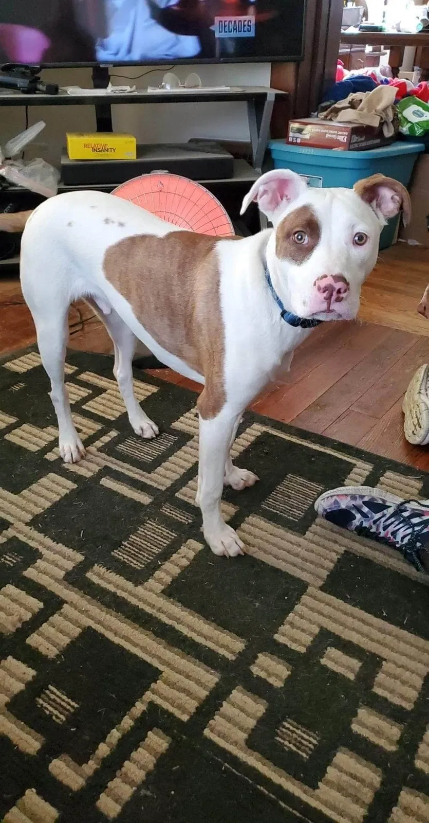 Lost dog in South Bend, IN, 46616
