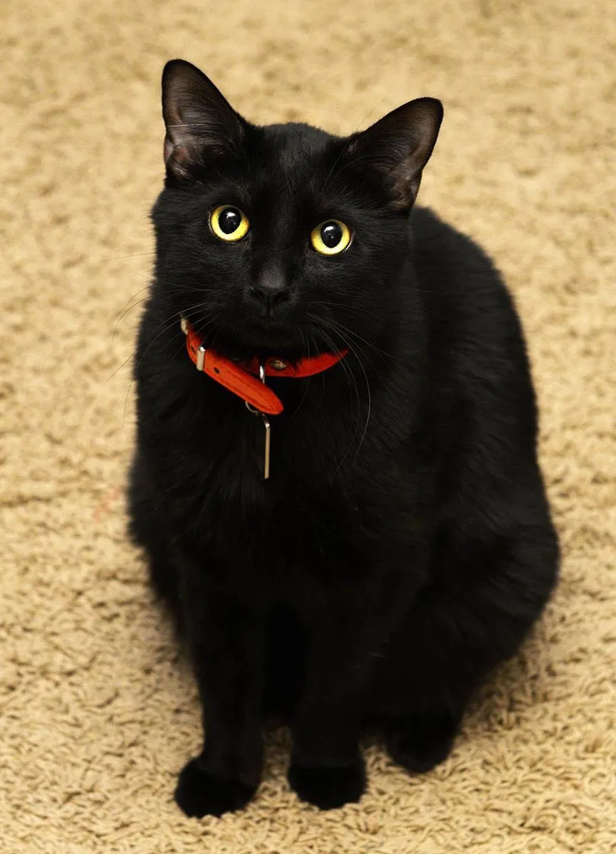 Lost cat in Campbell, CA, 95008