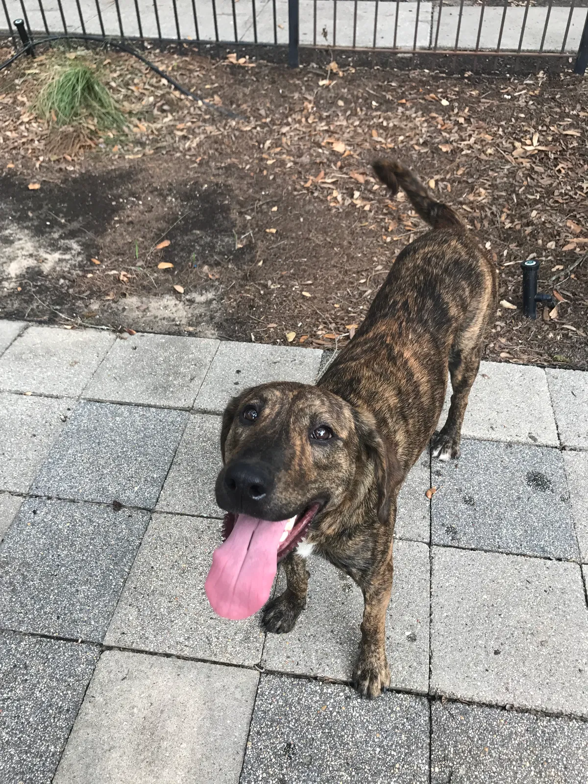 Lost dog in Monroe, LA, 71201