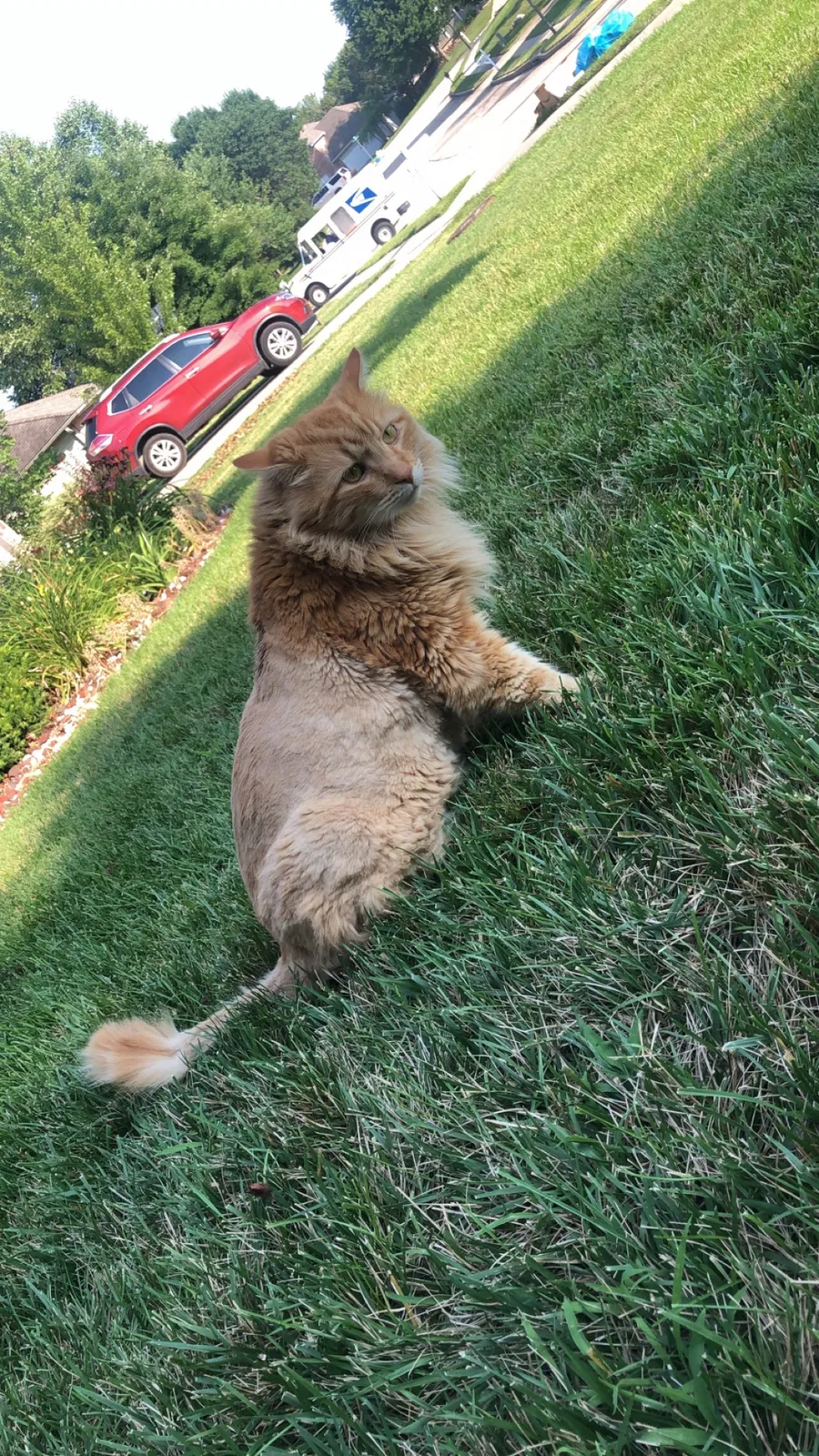 Lost cat in Columbia, MO, 65203