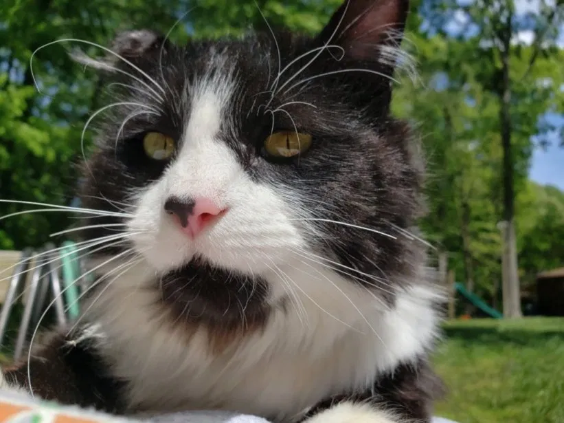 Lost cat in Jamestown, NC, 27282