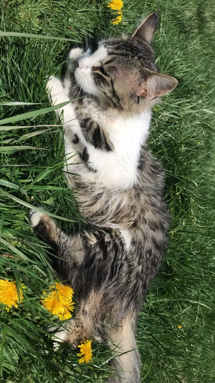 Lost cat in Horsham, PA, 19044