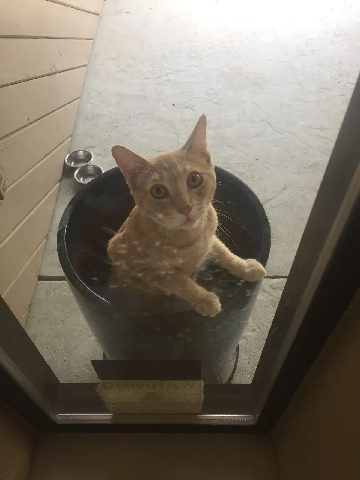 Lost cat in Fresno, CA, 93720
