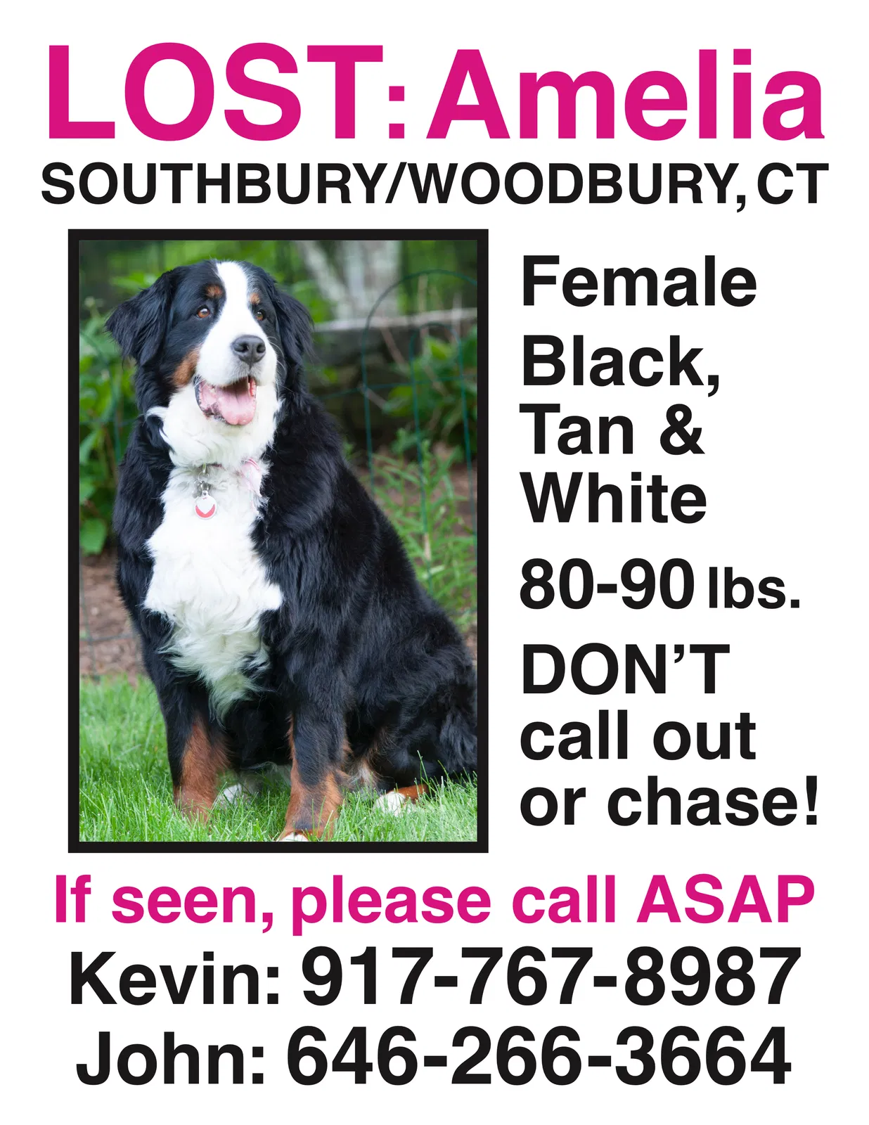 Lost dog in Southbury, CT, 6488