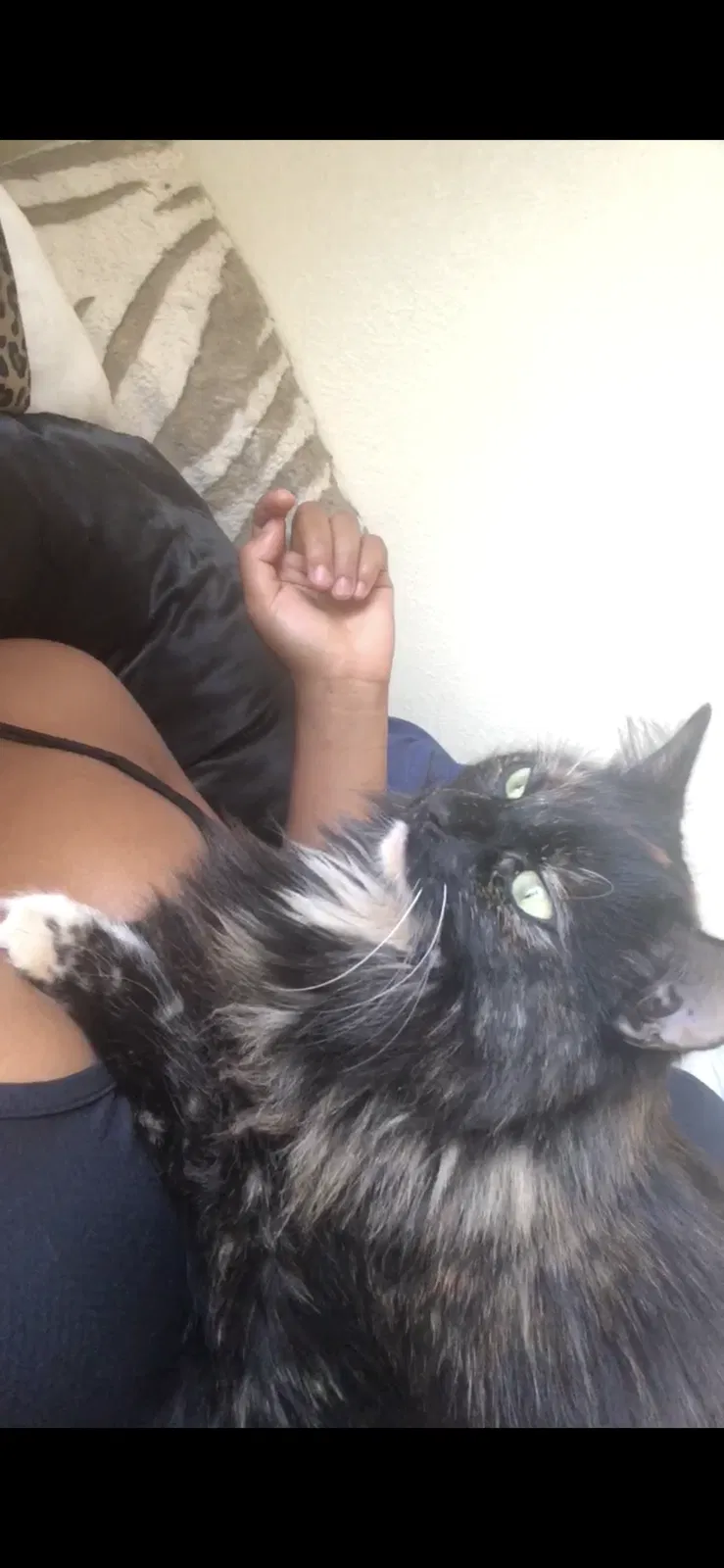 Lost cat in Midland, TX, 79705