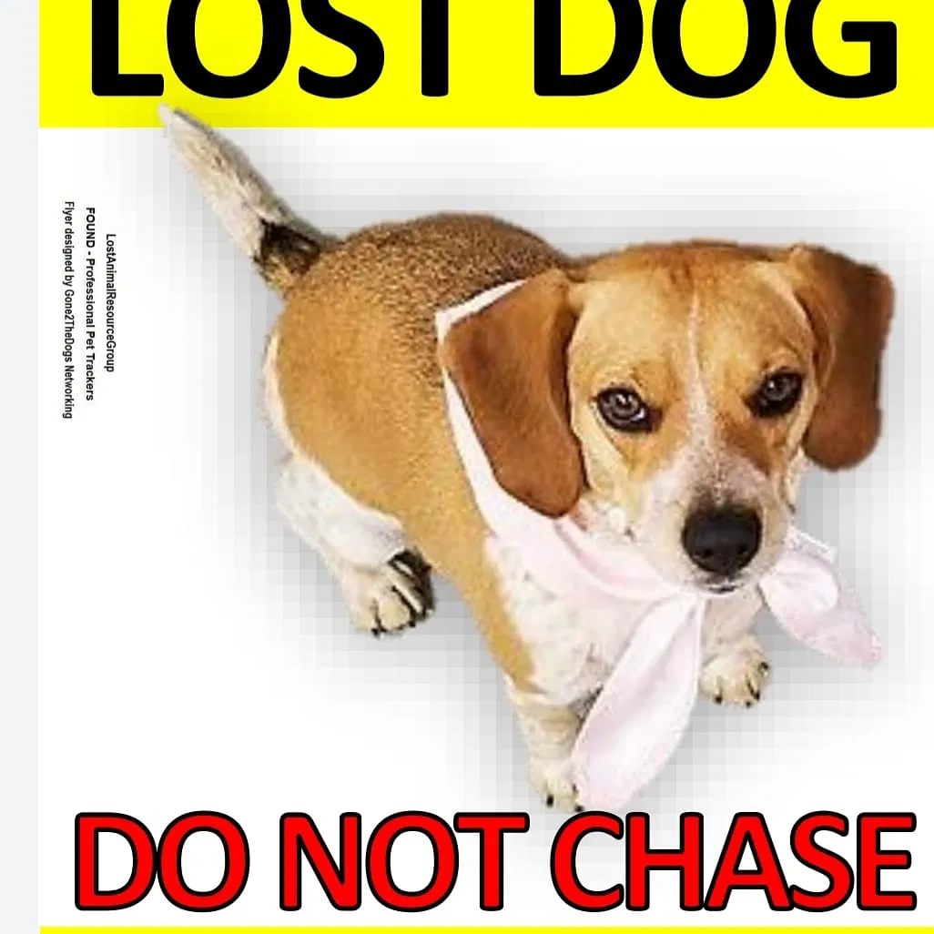 Lost dog in Rising Sun, MD, 21911