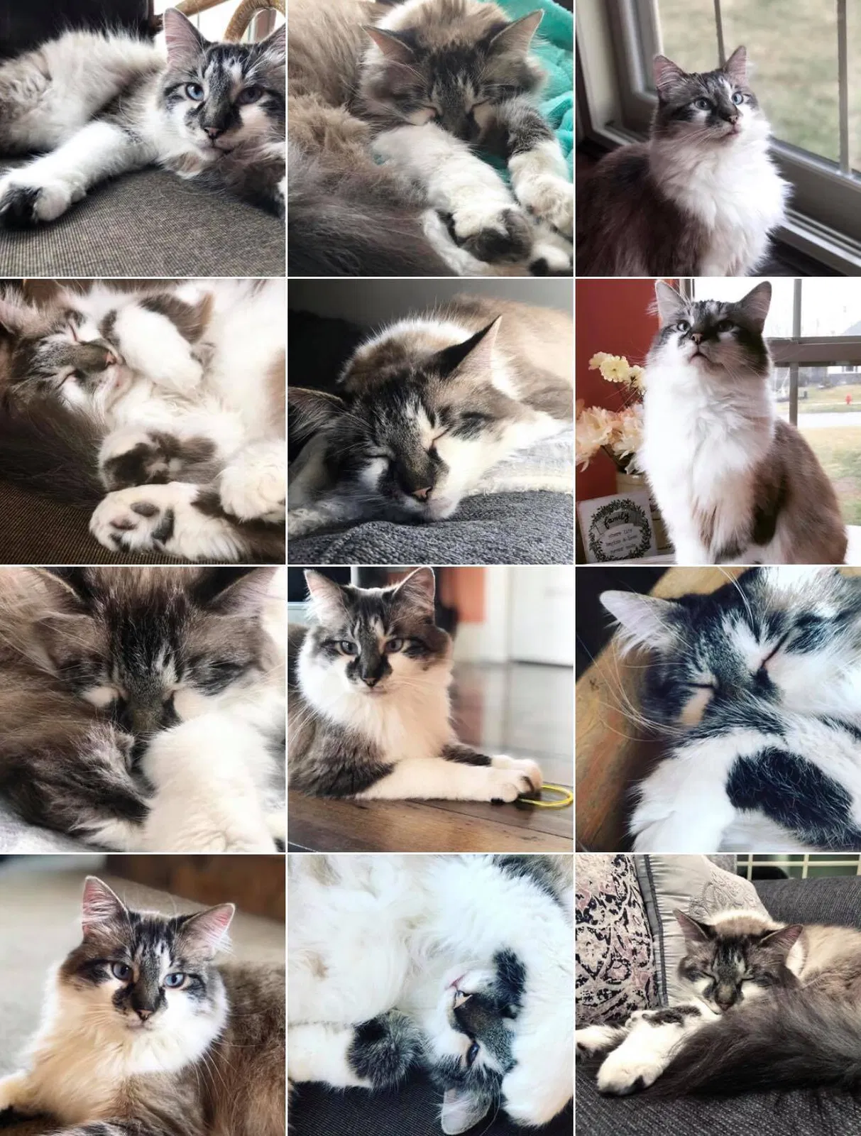 Lost cat in Painesville, OH, 44077