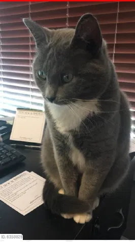 Lost cat in Saint Paul, MN, 55124