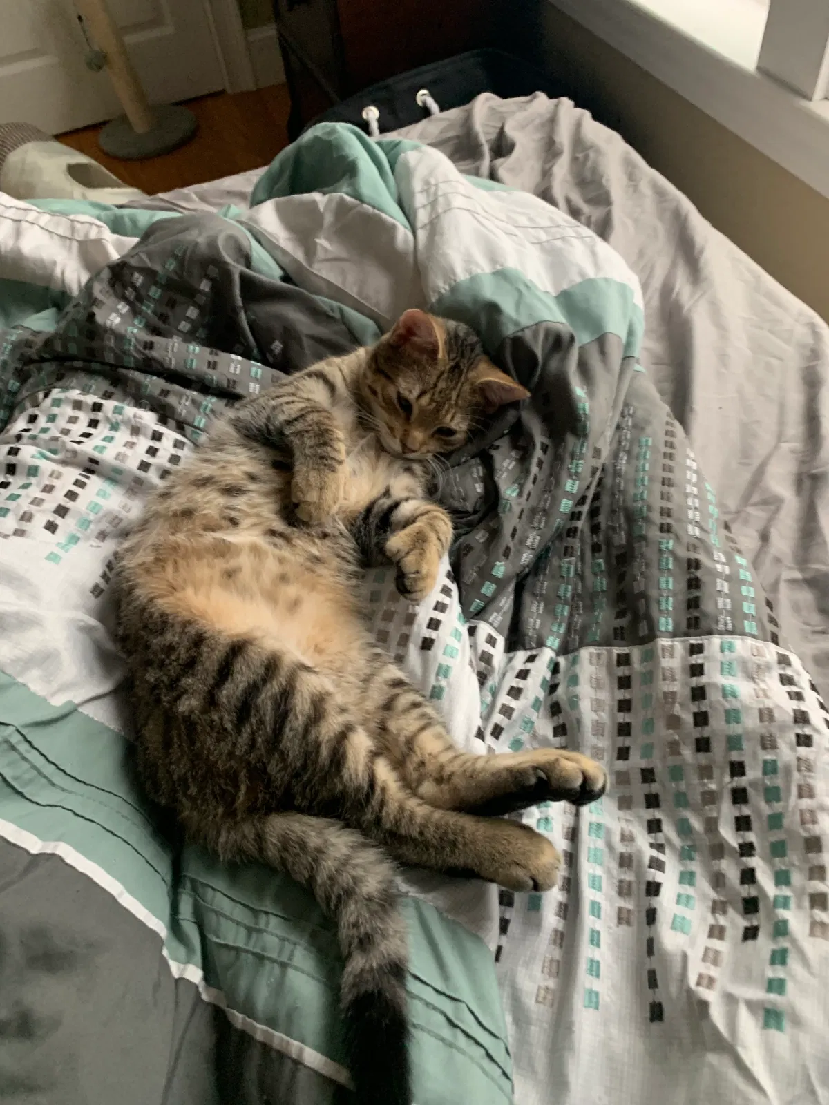 Lost cat in Malden, MA, 2148