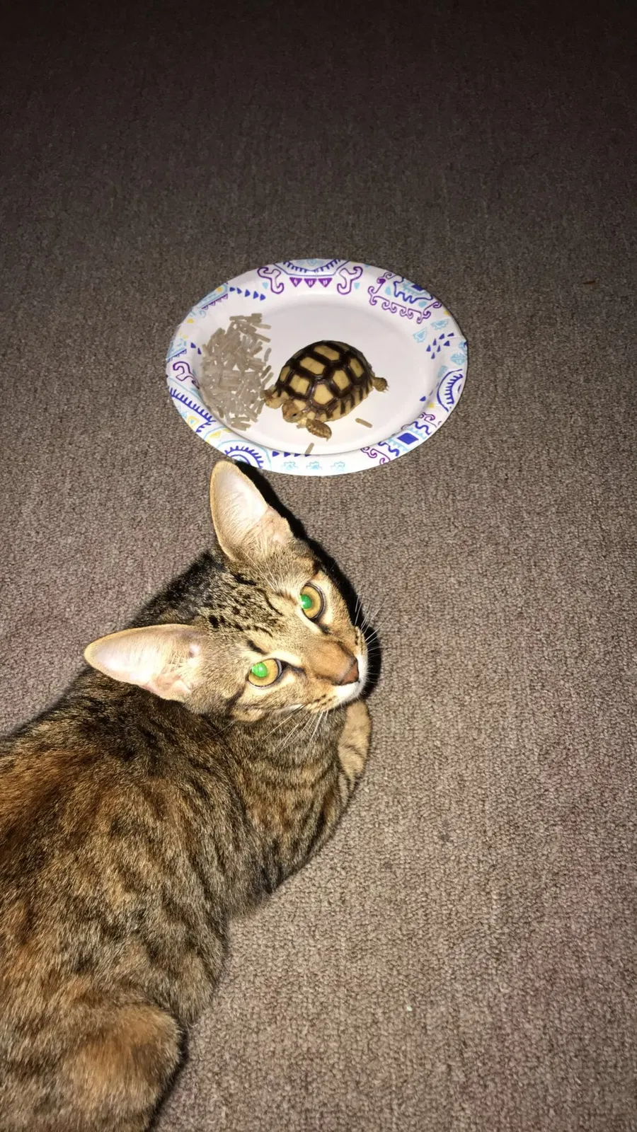 Lost cat in Spring Hill, FL, 34610