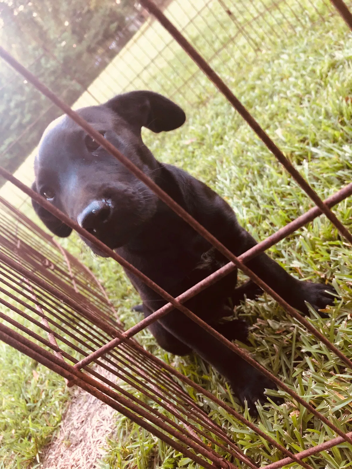 Lost dog in Tickfaw, LA, 70466